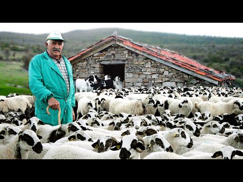 Видео: Пастор с 50-летним стажем. Опекун более 500 коз и овец.