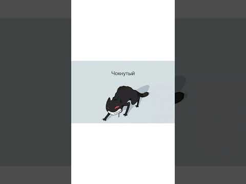 Видео: Мем про типы котов
