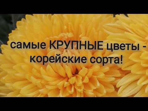 Видео: очень КРУПНЫЕ хризантемы!