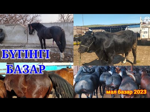 Видео: ЖЫЛҚЫ БҰҚА ҚОШҚАР ҚОЙ БАҒАЛАРЫ | МАЛ БАЗАР 2023 | САРЫАҒАШ МАЛ БАЗАРЫ