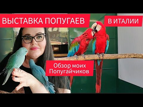 Видео: 🇮🇹Выставка попугаев в Италии | Мои попугаи. День открытых дверей в Питомнике попугаев Ара, Жако и др