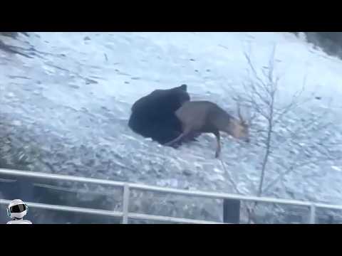 Видео: Он был Обречен / Сражения Животных Снятые на Камеру