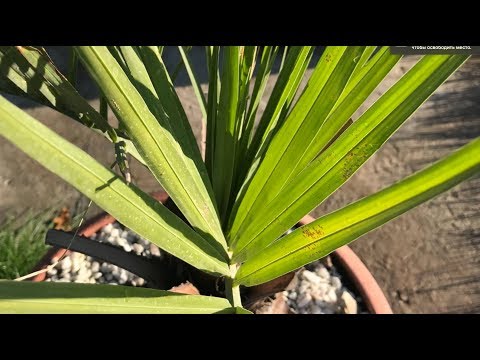 Видео: Пересадка пальмы - Бутия