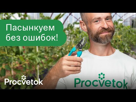 Видео: КАК ОБРЕЗАТЬ ПАСЫНКИ? Томаты формируем в 2-3 стебля, а огурцам оставляем усы!