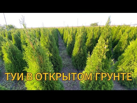 Видео: 🌳🌲Как подросли декоративные растения за сезон в открытом грунте. 🌲🌳