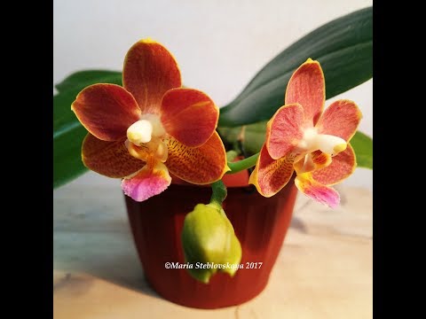 Видео: PHALAENOPSIS YAPHON PERFUME 'COFFE' - описание и основы ухода