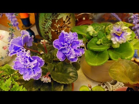 Видео: комнатные растения - июнь 2023 год