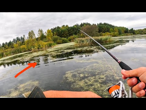 Видео: ВОТ ЭТО Я ПОДОБРАЛ ПРОВОДКУ на НЕОГРУЗКУ, ТУТ СОТНИ ЩУК. Рыбалка на спиннинг в 2025