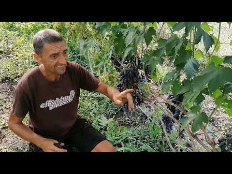 Видео: Виноград Рембо 2022г