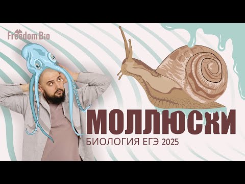 Видео: МОЛЛЮСКИ для ЕГЭ ПО БИОЛОГИИ |Зоология| ЕГЭ БИОЛОГИЯ 2025|Freedom|