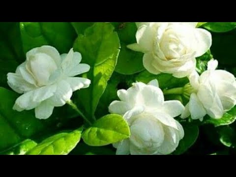 Видео: Жасмин гулини качон купайтириамиз яхши илдизлаши учун