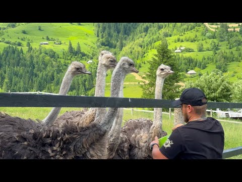 Видео: Страусина ферма в серці Карпат. Село Дземброня дивує!