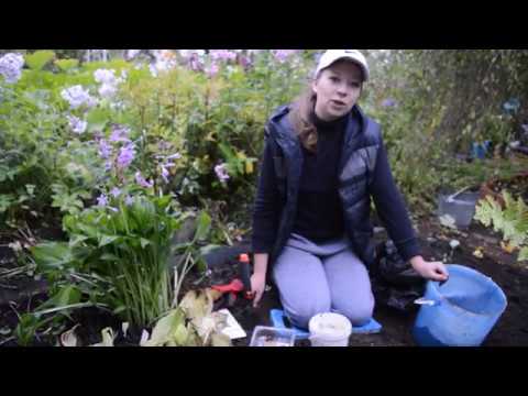 Видео: Садовая орхидея: посадка