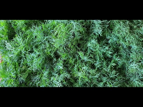 Видео: Вырос шикарный укроп, рукколу скосила, кабачки удалила.))