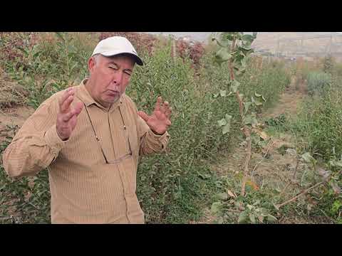 Видео: Афзоиши ниҳоли пистаи туркӣ ва ташкили ниҳолистон.