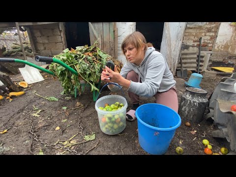 Видео: Нарешті дійшли руки до зелених помідорів