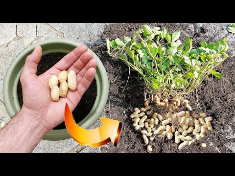 Видео: СУПЕР БЕСПЛАТНЫЙ АРАХИС, вот все трюки, которые вам нужно знать, чтобы вырастить его в горшке