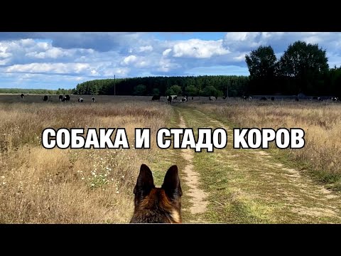 Видео: СОБАКА И СТАДО КОРОВ [влог] - встреча с змеей!