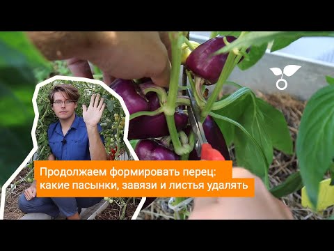 Видео: Продолжаем формировать перец: какие пасынки, завязи и листья удалять