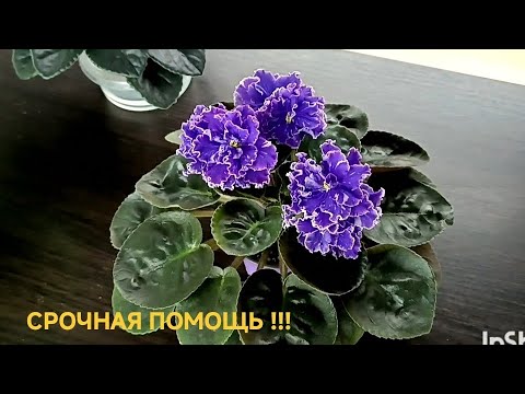 Видео: КАК ПОМОЧЬ ФИАЛКЕ? ПРОБЛЕМА У РОЗЕТКИ !