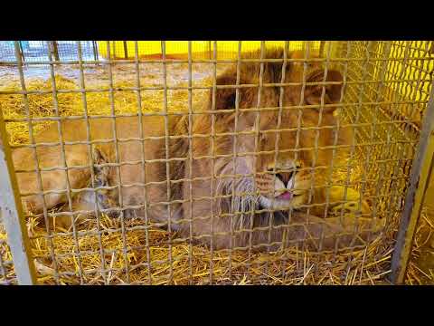 Видео: История Грома