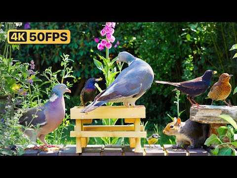 Видео: Кино Для кошек и собак 😸 Пикник с птицами и белками на стене 🕊 птички для кошек