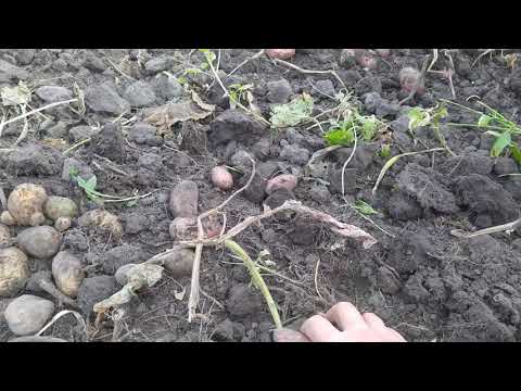 Видео: Работа переделанной копалки