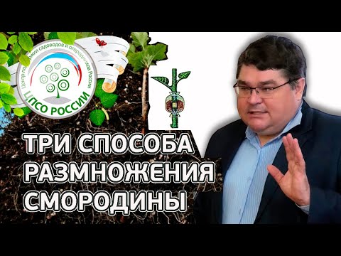 Видео: Размножения смородины. Как выбрать саженец смородины.