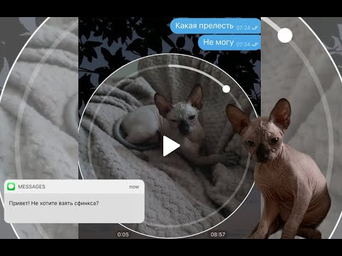 Видео: Мы завели сфинкса: все об этой породе
