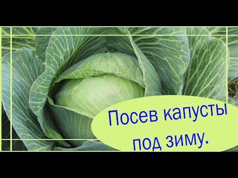 Видео: Посев капусты под зиму. Уникальная посадка. Сад и огород выпуск 280