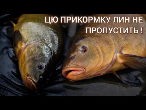 Видео: Ловля Лина на Поплавок.Оце Попав на Кльов!  Незабутня Риболовля та Краща Прикормка!