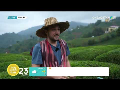 Видео: Ризе – Түркиядағы шайдың отаны