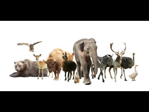 Видео: Дикі тварини частина 2