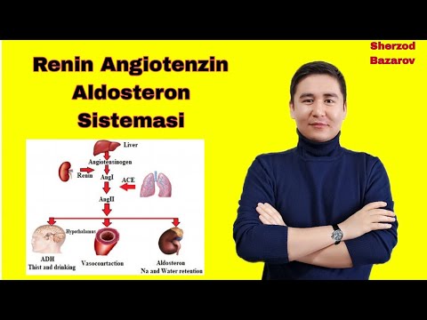 Видео: Renin angiotenzin aldosteron sistemasi. RAAS. Ренин ангиотензин альдостерон  система РААС Физиология