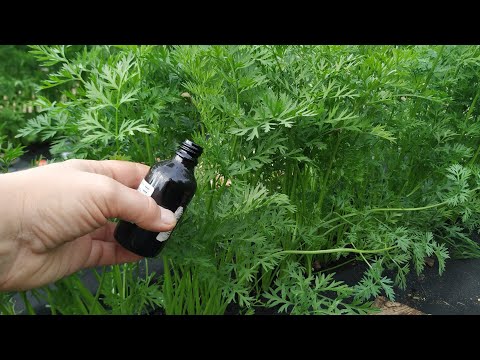 Видео: Дешевое аптечное средство от морковной мухи. Морковь растет здоровой, без вредителей! Работает 100%!