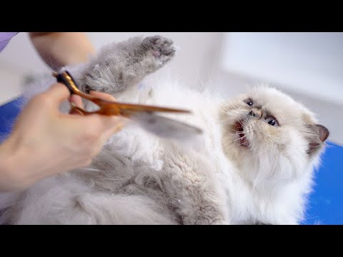 Видео: Милый и нежный кот немного злится!😻🛁✂️❤️
