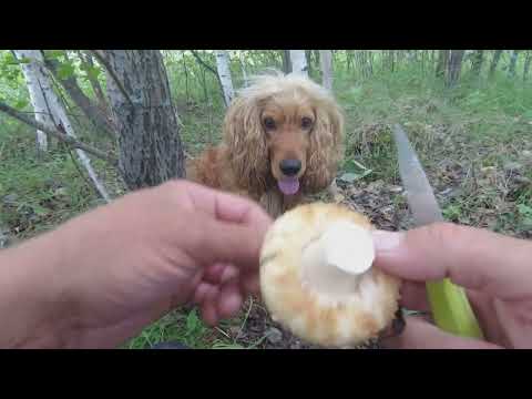 Видео: ГРИБНОЕ АССОРТИ 2023. Желтые мохнатые сырые грузди, лисички, белянки, бычки, подберезовики.