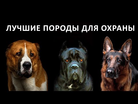 Видео: Лучшие ПОРОДЫ собак для ОХРАНЫ