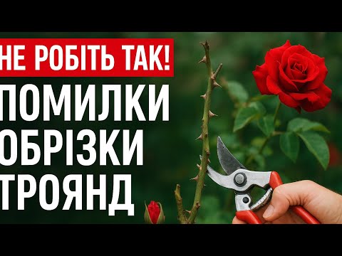 Видео: ПОМИЛКИ ОБРІЗКИ ТРОЯНД