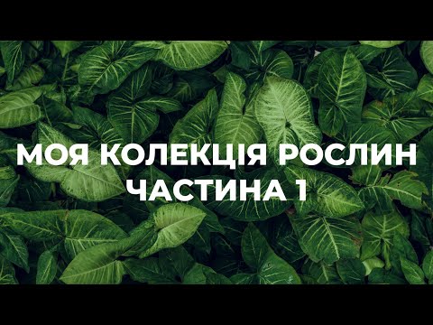 Видео: МОЯ КОЛЕКЦІЯ РОСЛИН | огляд | лайфхаки | досвід