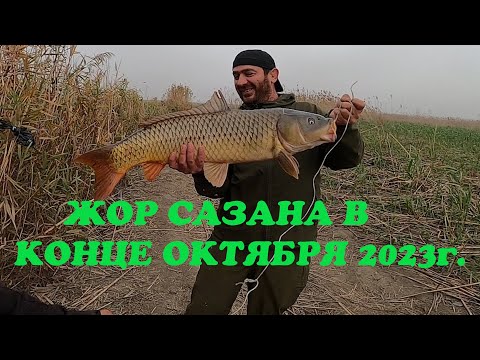 Видео: ЖОР САЗАНА В КОНЦЕ ОКТЯБРЯ 2023г.