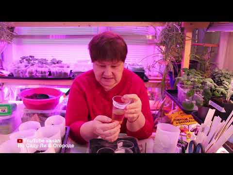 Видео: НЕ СЕЙТЕ ПЕРЕЦ ПОКА НЕ ПОСМОТРИТЕ ЭТО ВИДЕО! ПОСЕВ ПЕРЦА НА РАССАДУ.