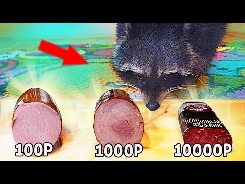 Видео: КАКУЮ КОЛБАСУ ВЫБЕРЕТ ЕНОТ ЗА: 100, 1000 или 10 000 РУБЛЕЙ?