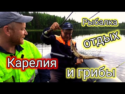 Видео: Рыбалка грибы и отдых в Карелии