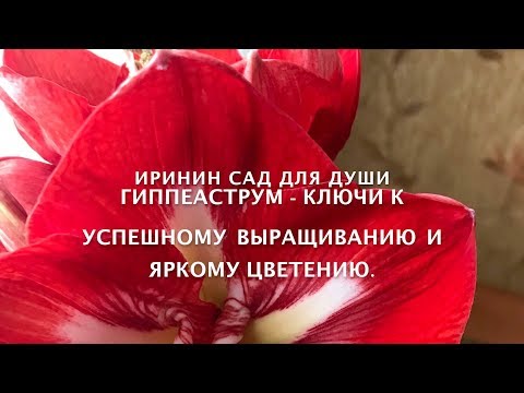 Видео: Гиппеаструм   ключи к успешному выращиванию и яркому цветению.