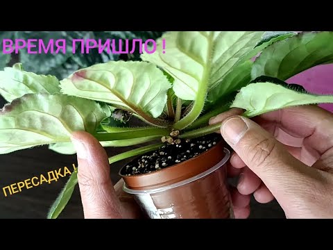 Видео: ПЕРЕСАДКА - КАК ПОНЯТЬ КОГДА???