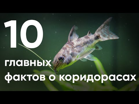 Видео: 10 главных фактов о коридорасах