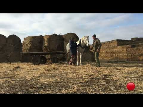 Видео: Вопрос , ответ стоит ли экономить корм зимой на коровах