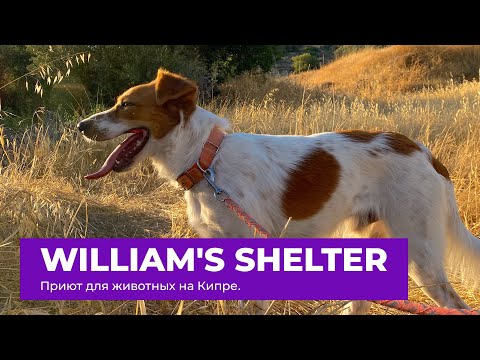Видео: Приют для животных William's Safe Shelter House. Лимассол, Кипр.