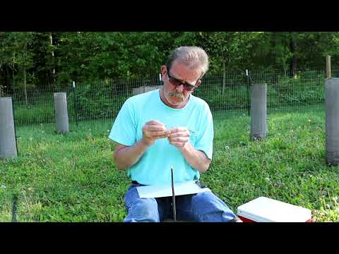 Видео: Прививка сорта азимины на сеянец